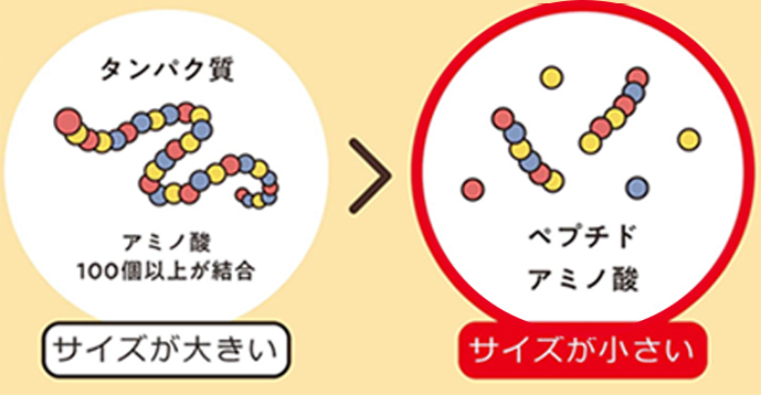 吸収しやすいアミノ酸・ペプチドのイラスト
